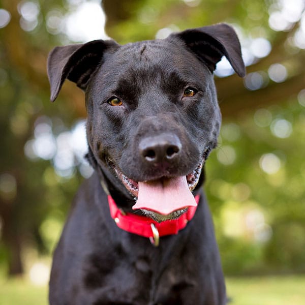 A happy black dog wearing a red collar sits outdoors with its mouth open and tongue out, looking directly at the camera. Blurry green trees are in the background.