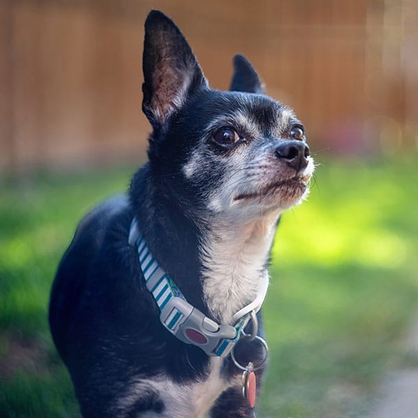 A small black and white dog with upright ears and a striped collar stands outdoors on grass with a blurred wooden fence in the background.