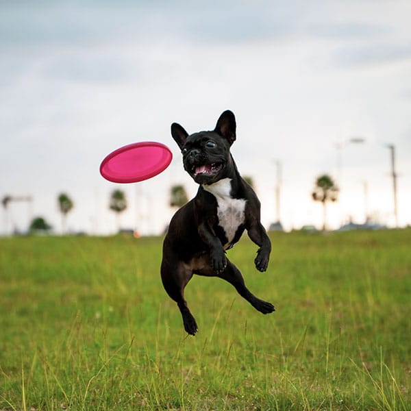 A black French Bulldog jumps mid-air on a grassy field, eyes focused on a bright pink frisbee. The sky is overcast and there are blurred palm trees and poles in the background.