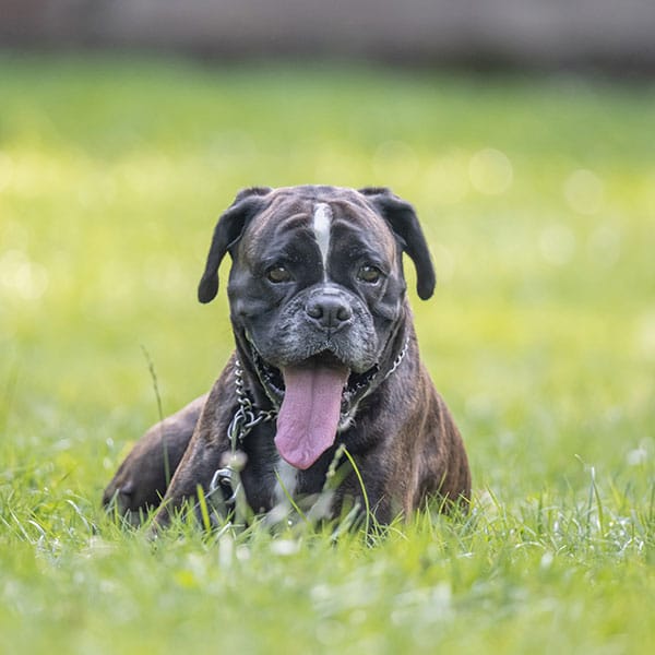 A brown and black boxer dog with a white spot on its forehead lies on green grass, panting with its tongue out and wearing a chain collar. The background is blurred.