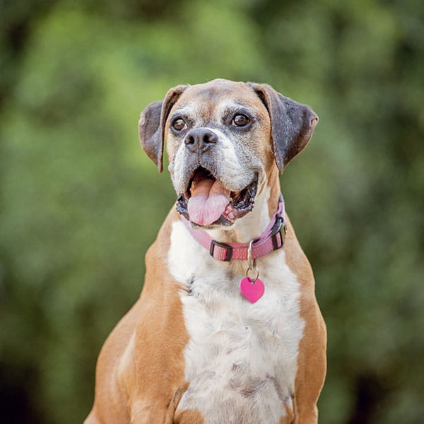 A brown and white dog with a gray muzzle sits outdoors, wearing a pink collar with a heart-shaped tag. The dog is looking slightly upward with its mouth open and tongue out, against a blurred green background.