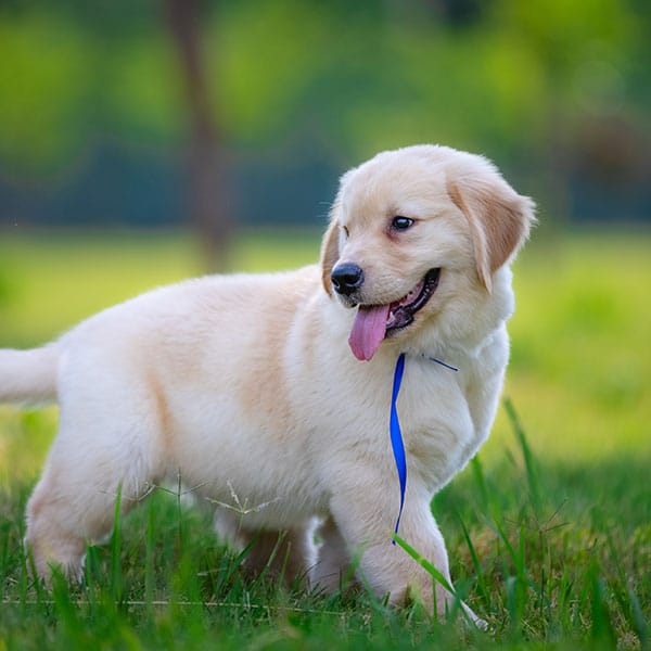A fluffy golden retriever puppy with a blue ribbon around its neck stands on green grass, looking to the side with its tongue out. The background is blurred with vibrant greenery.