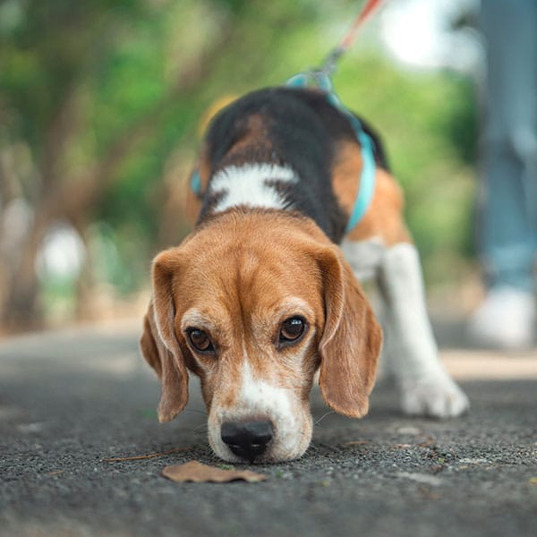 A beagle dog on a leash sniffs the ground while walking on a path outdoors, with green trees blurred in the background.