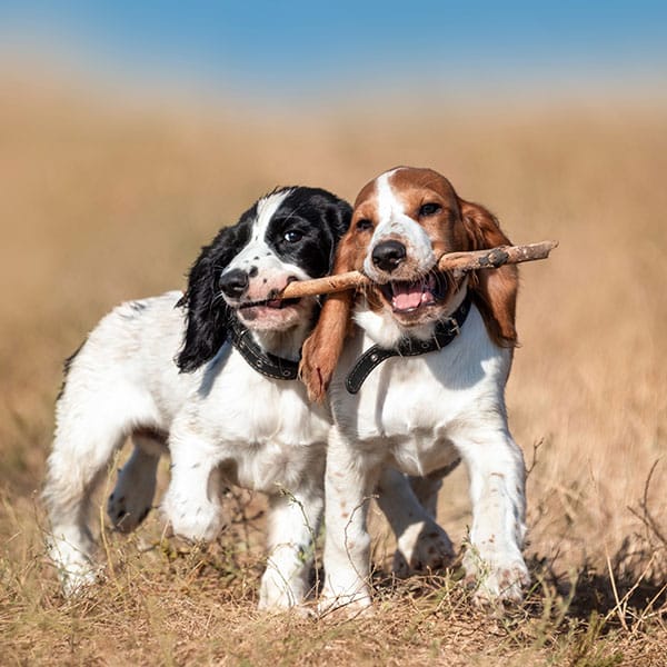Two playful spaniel puppies walk side by side on dry grass, both holding the same stick in their mouths, with a blurred field and blue sky in the background.