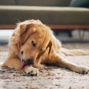 A golden retriever lies on a patterned rug indoors, licking its front paw with its eyes gently closed. A green sofa is blurred in the background.
