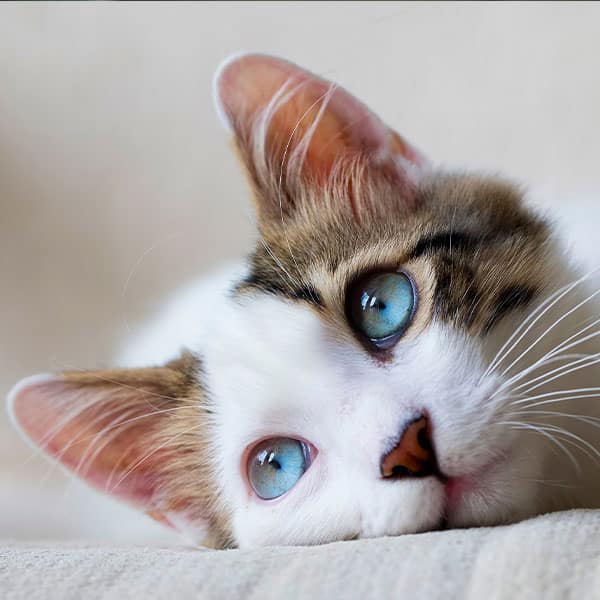 A close-up of a cat with blue eyes and white fur with brown and black markings, lying on its side and looking off into the distance. The background is soft and neutral.