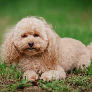 A small, curly-haired light brown dog lies on green grass, looking at the camera with a calm expression.