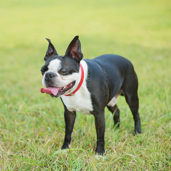 A black and white Boston Terrier wearing a red collar stands on green grass, panting with its tongue out and ears perked up.