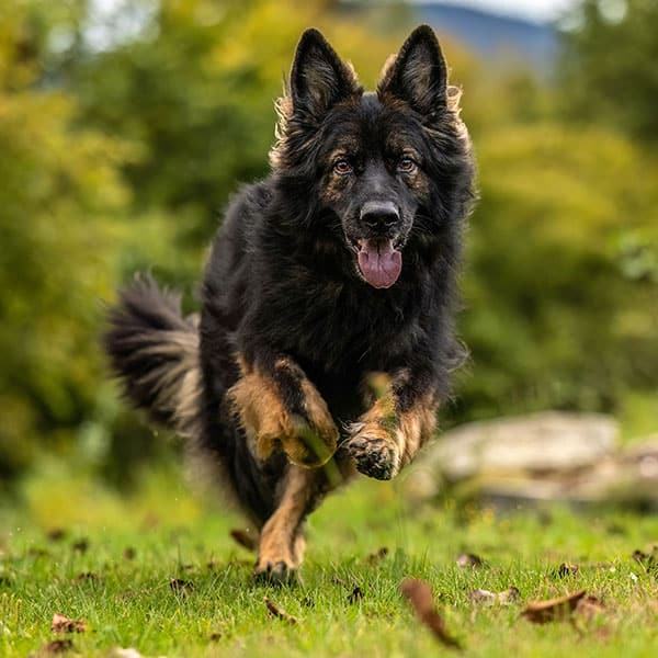 A long-haired German Shepherd dog runs energetically toward the camera on green grass, with its tongue out and ears perked up. The background shows blurred trees and rocks.
