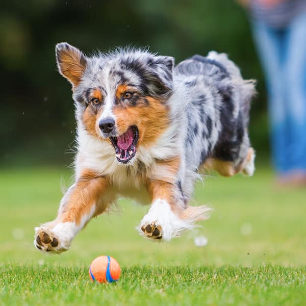 An excited Australian Shepherd dog leaps through the air toward an orange and blue ball on grass, with a blurred figure standing in the background.