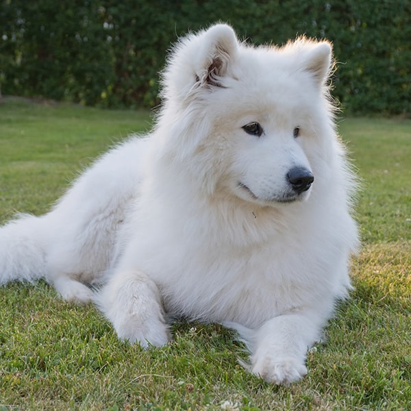 A fluffy white dog with pointy ears lies on green grass, looking off to the side. Bushes are visible in the background.