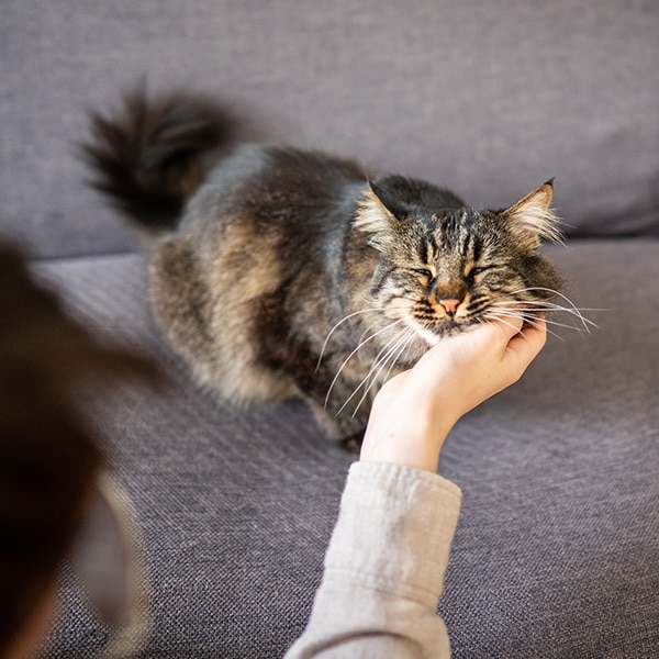 A fluffy tabby cat sits on a gray couch, eyes closed and enjoying being gently scratched under the chin by a person's hand.
