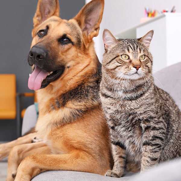 A German Shepherd dog and a tabby cat sit side by side on a gray couch, both looking in the same direction. The dog is panting with its tongue out, while the cat sits calmly.
