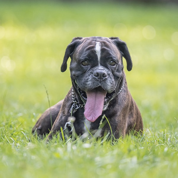 A brindle boxer dog with a white spot on its forehead is lying in green grass, panting with its tongue out, wearing a chain collar on a sunny day.