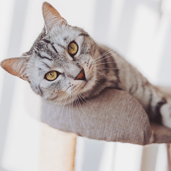 A gray tabby cat with yellow eyes rests on a cushioned perch, tilting its head slightly while looking at the camera. Soft sunlight streams in, creating a warm and cozy atmosphere.