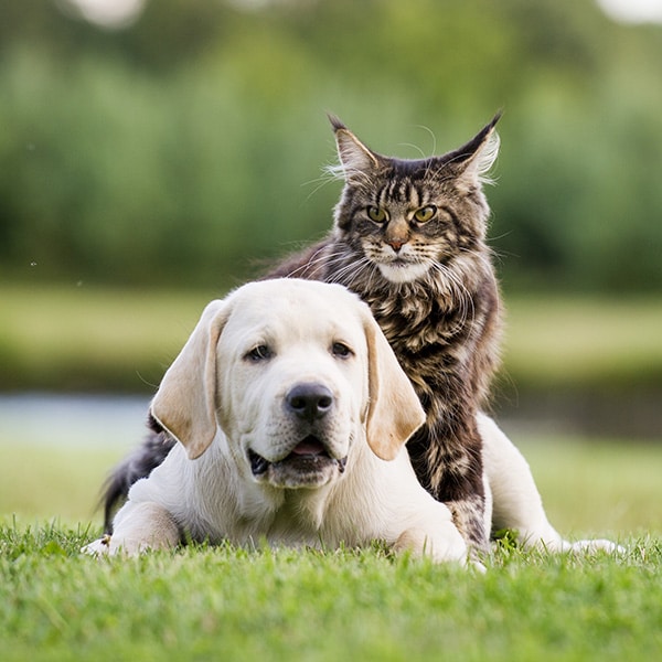 A light-colored Labrador Retriever puppy lies on grass with a large, long-haired Maine Coon cat sitting closely behind it. Both animals look toward the camera. The background is green and blurred.