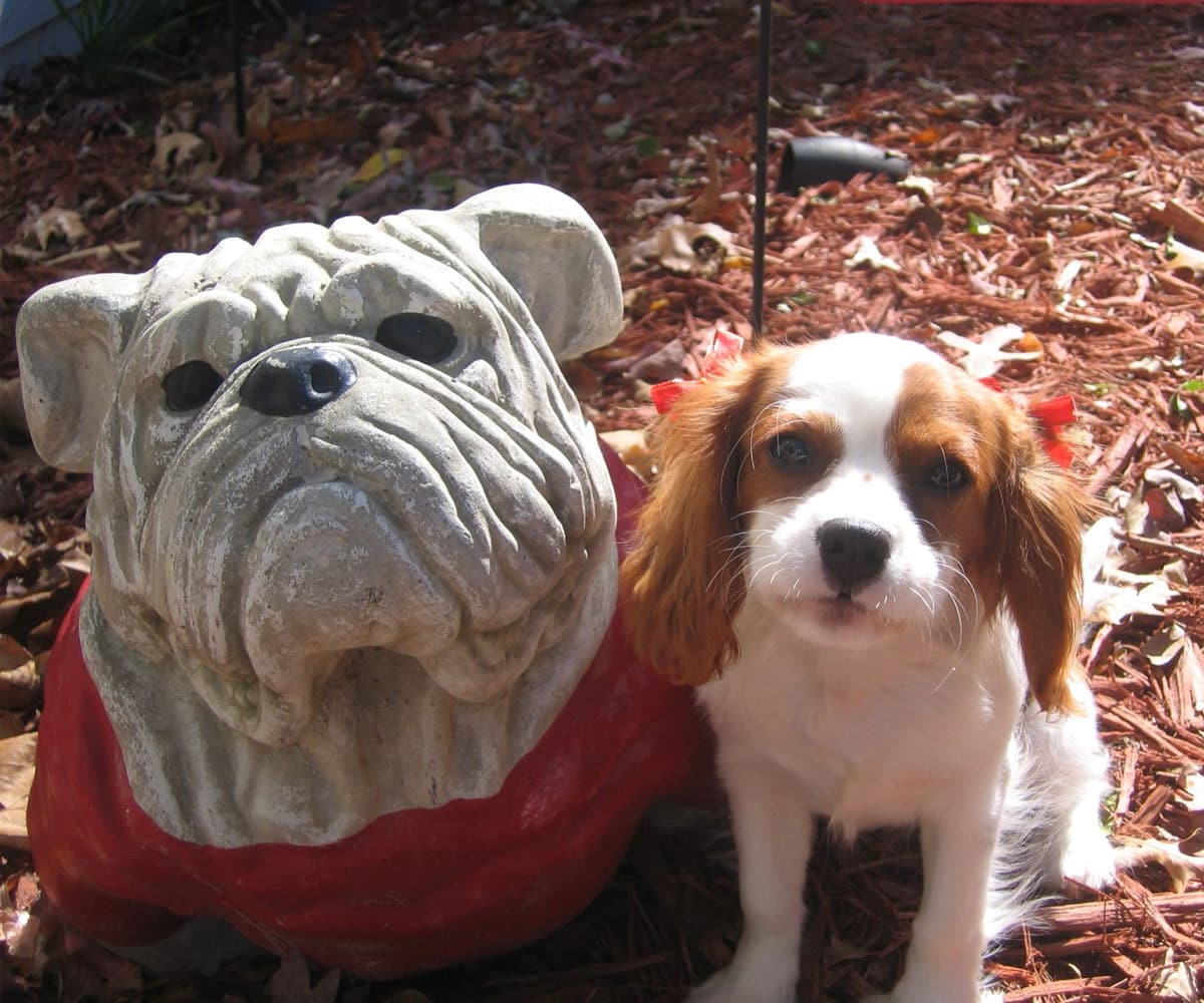 Bulldog statue and puppy at Hamilton Plaza Animal Hospital