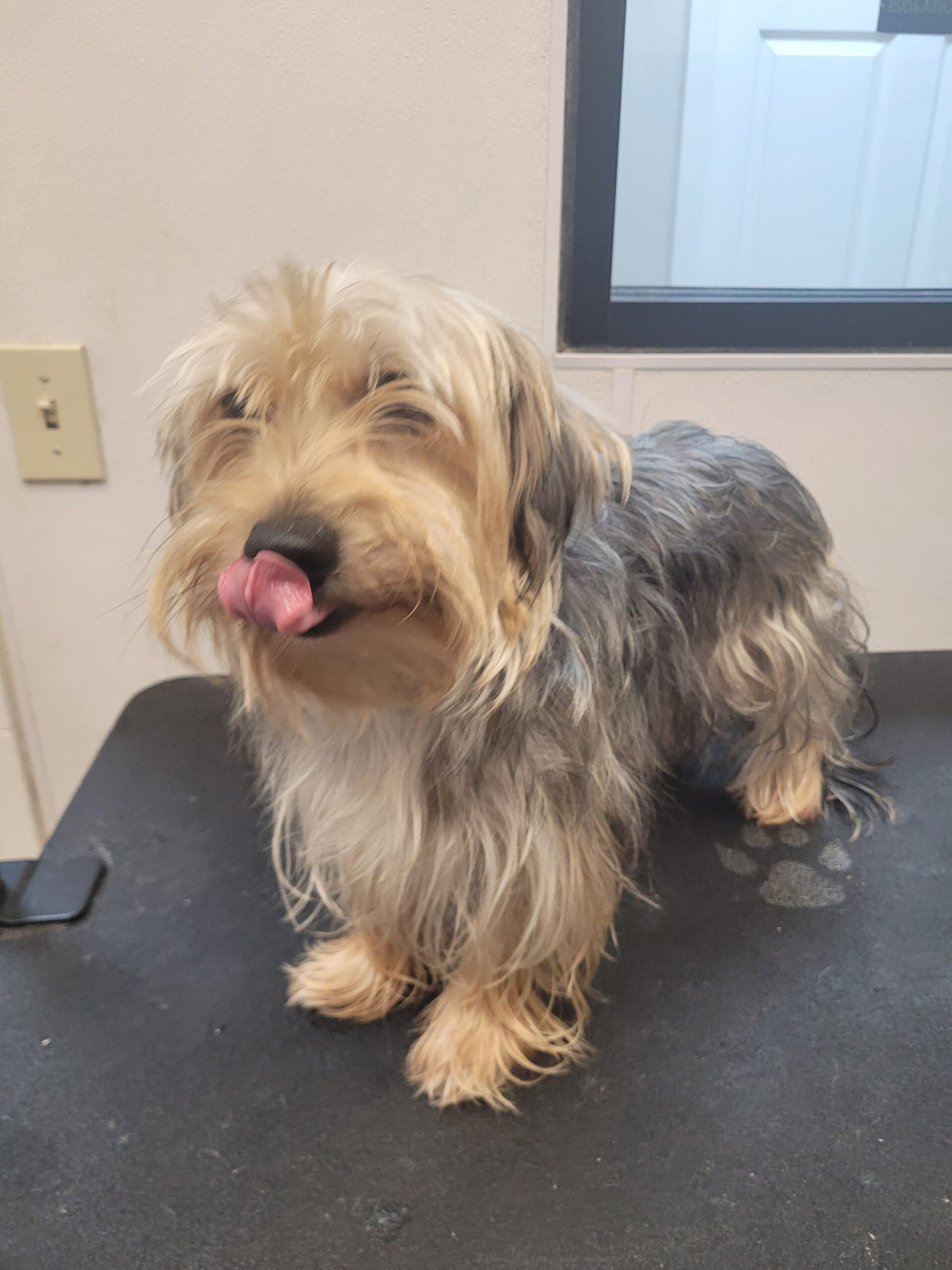 Pet before grooming at Hamilton Plaza Animal Hospital