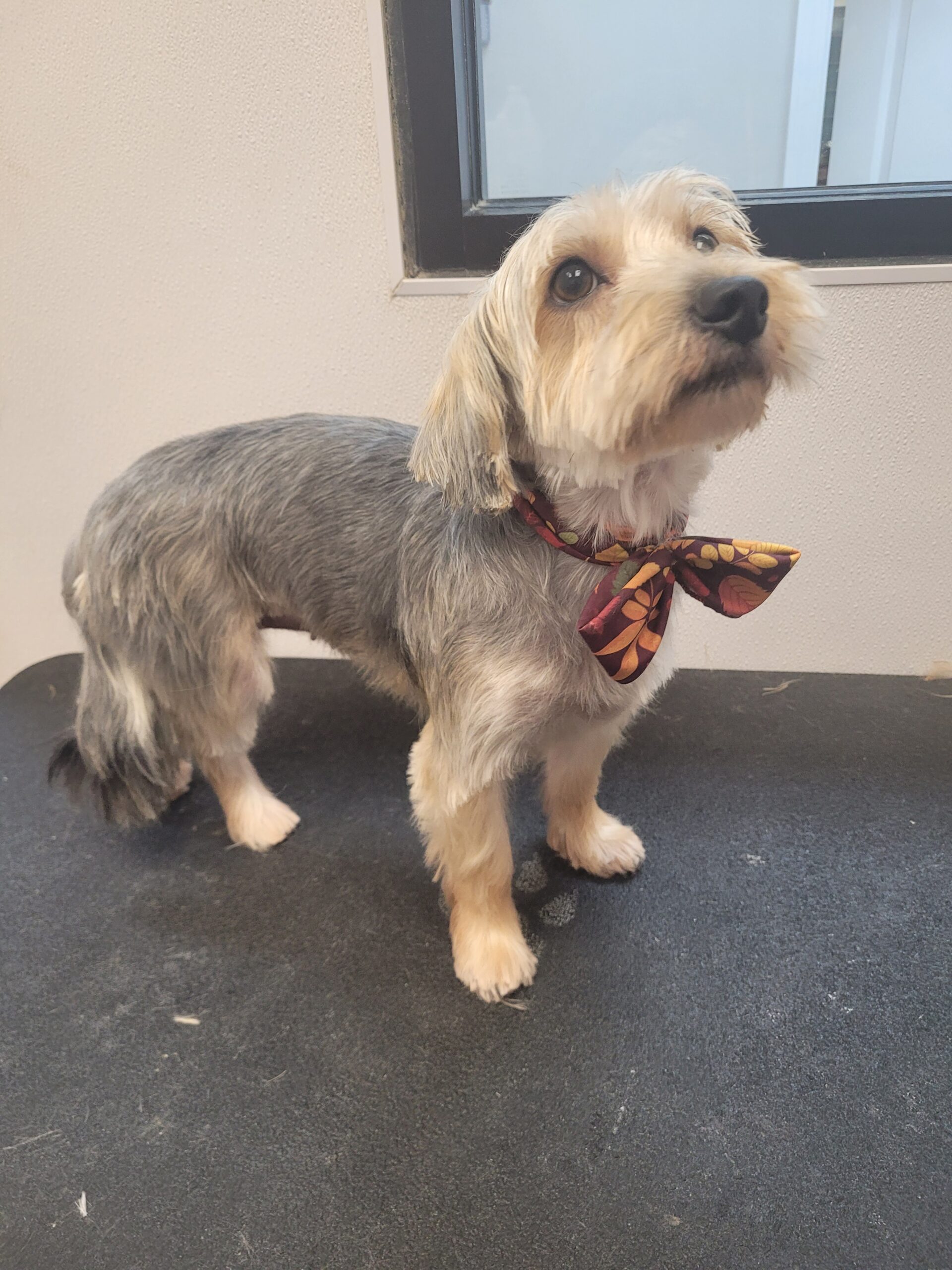Pet after grooming at Hamilton Plaza Animal Hospital